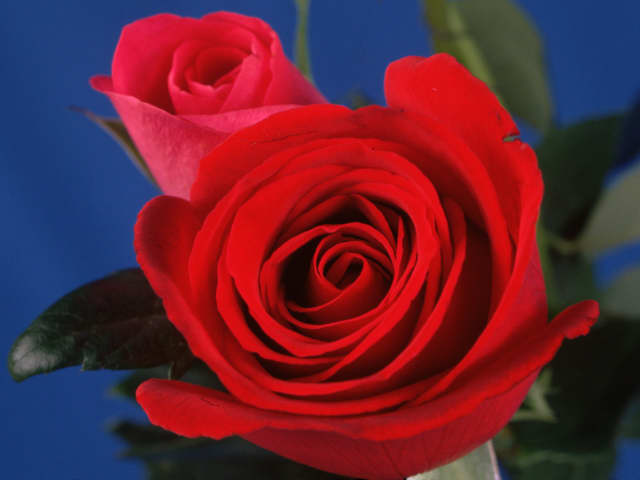 إضغط لترى الصوره كامله